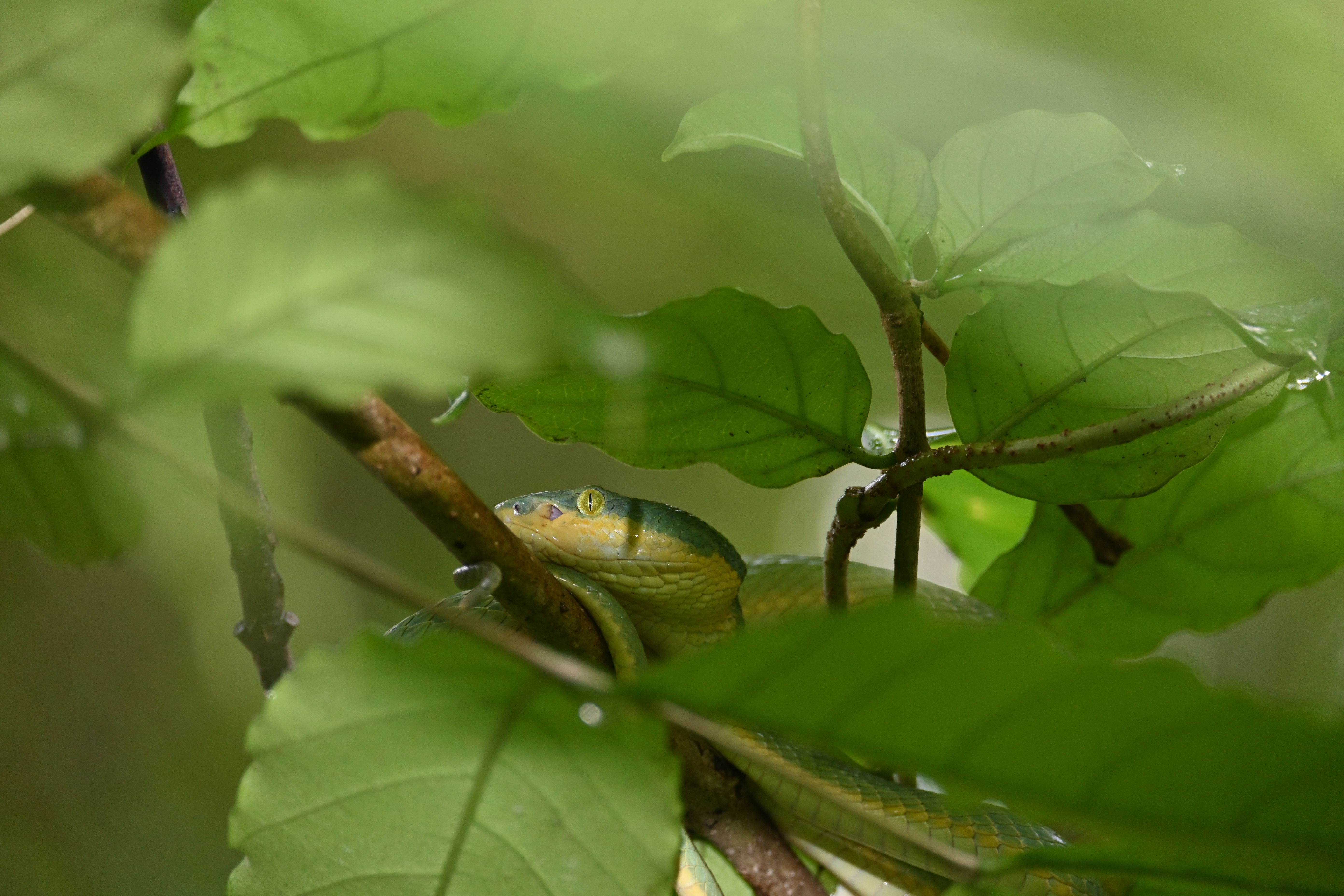 A close-up of a butterfly on a flower.